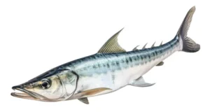 Can you eat barracuda safely? Important Facts To Know