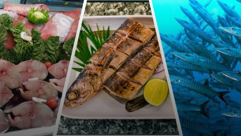 Can you eat barracuda safely? Important Facts To Know