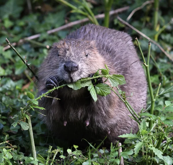 What Do Beavers Eat? Amazing Facts About Swift Creature 1 What do Beavers Eat?