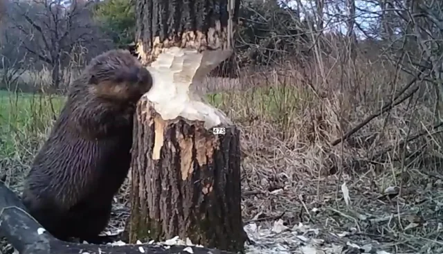 What Do Beavers Eat? Amazing Facts About Swift Creature 2 What do Beavers Eat?