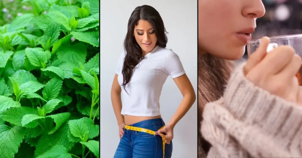 Lemon Balm Recipe for Weight Loss: A Natural Approach to Boosting Metabolism 1 Lemon Balm Recipe for Weight Loss: A Soothing Drink